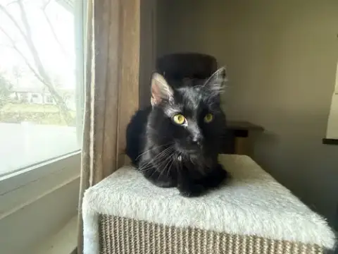 T’Challa photo 4