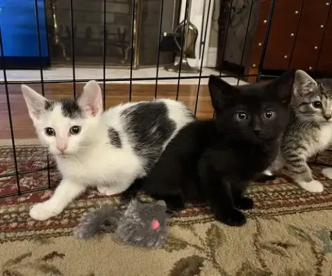 Jean'S Jon Snow Kitten photo 3