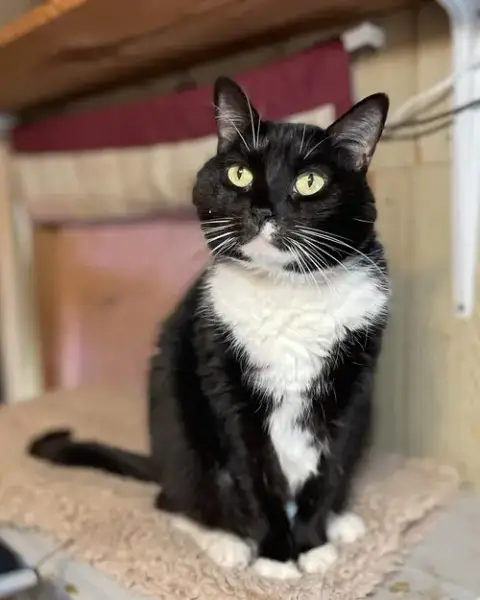 Tux photo 3