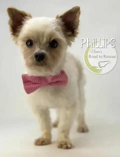 Phillips photo 2
