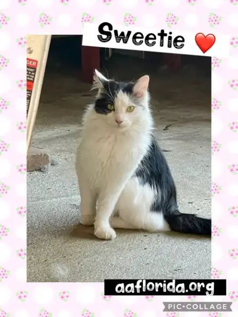 Sweetie *Cyd photo 4