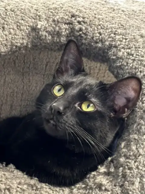 Paprika