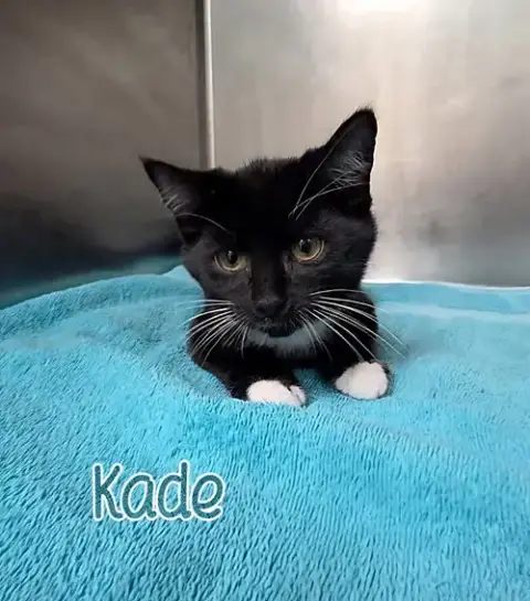 Kade photo 4