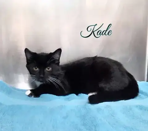 Kade