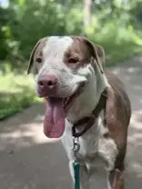 Taz