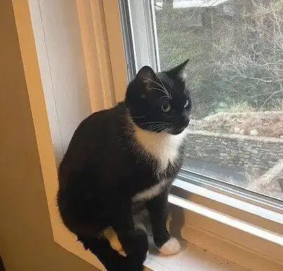 Zz-Momma Cat photo 2