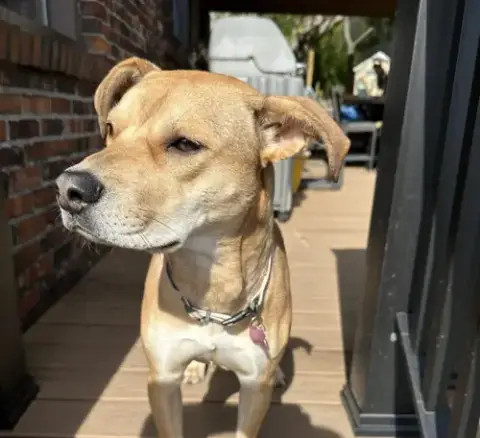 Roxy photo 5