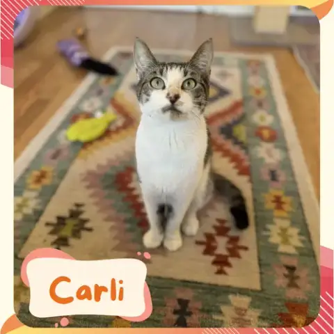 Carlie photo 4