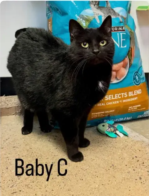 Baby C