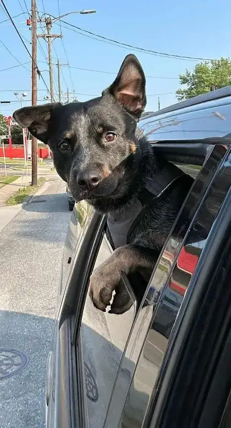 Blue Heeler