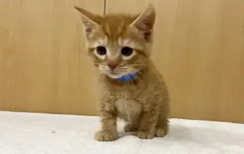 Copper