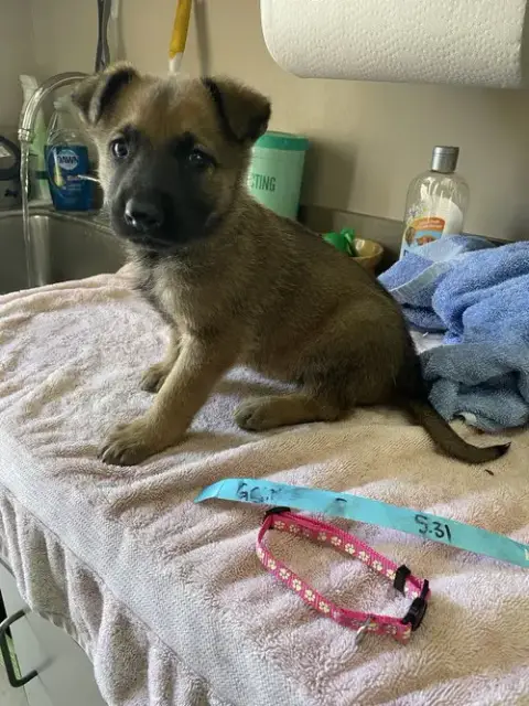 Geo Pups Granite