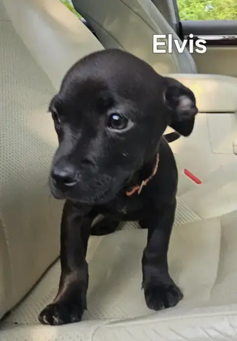 Puppy Elvis