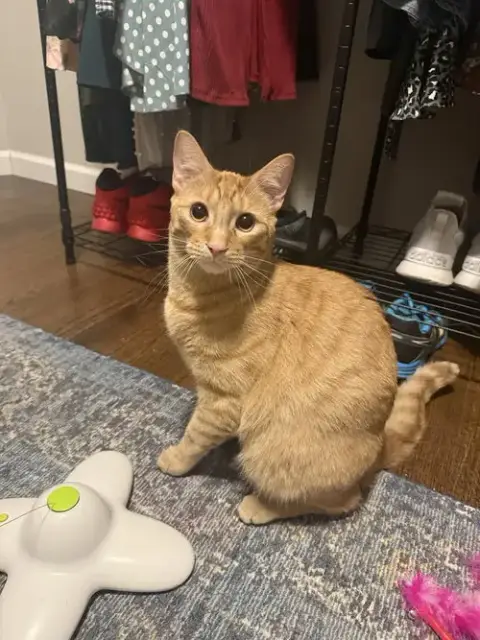 Hank The Tank