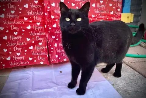 Puddy Cat photo 5