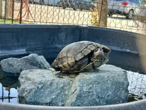Shelldon