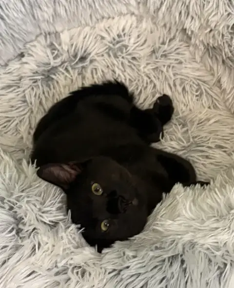 Binx photo 3