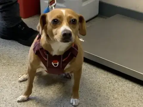 Perri