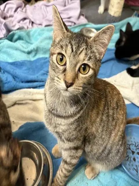 Pebbles