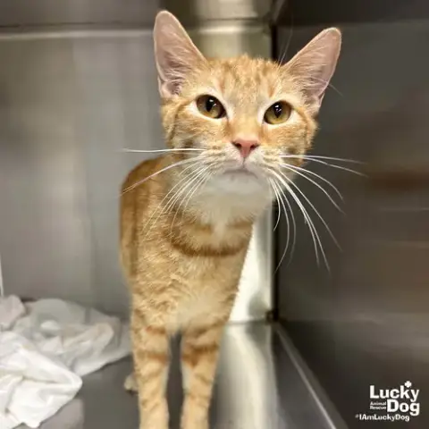 Cheeto