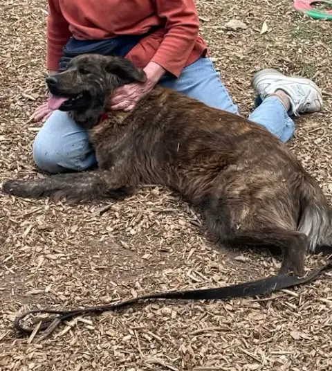 Ginger: At Shelter photo 2