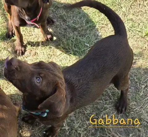 Gabbana photo 2