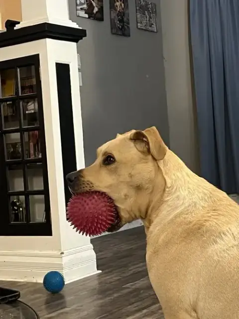 Zeus