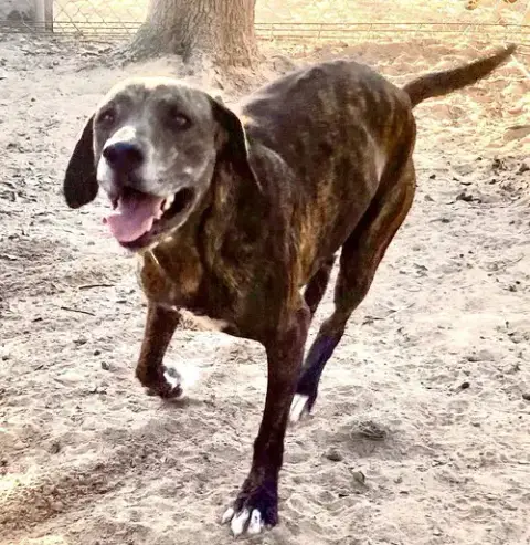 Jocko