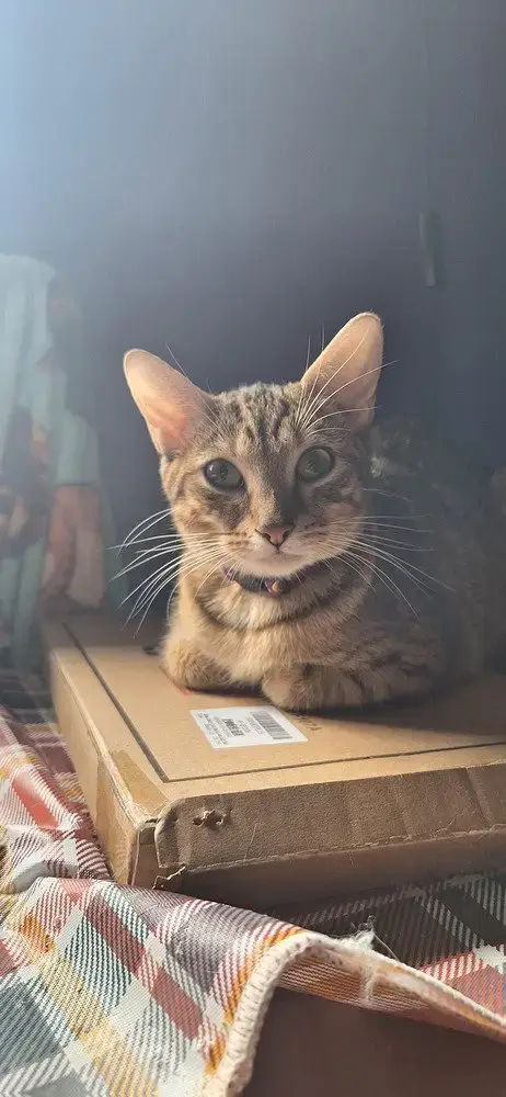 Ss Kitties photo 3