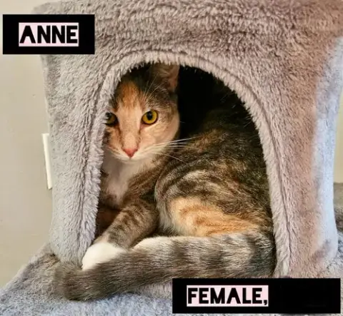 Anne photo 3