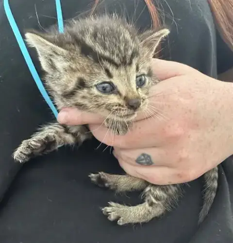 Super Kitty