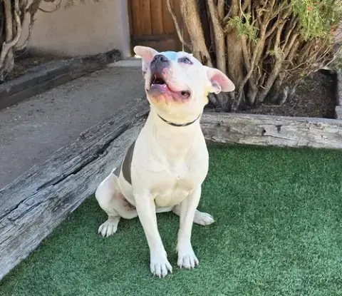 Magical Ms Mia More ~ American Bully House Hippo photo 2