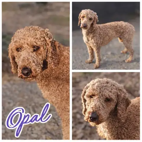 Opal