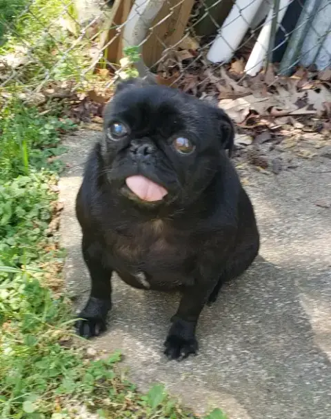 4007