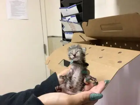 Poe Poe