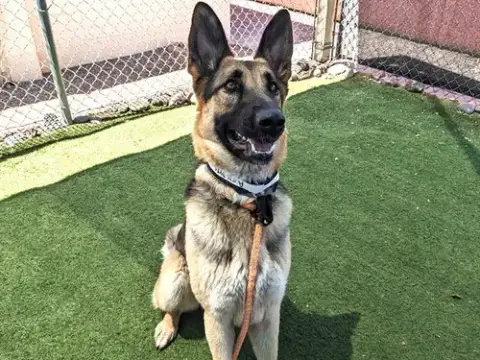 Athena