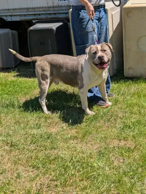 Blue: At Shelter