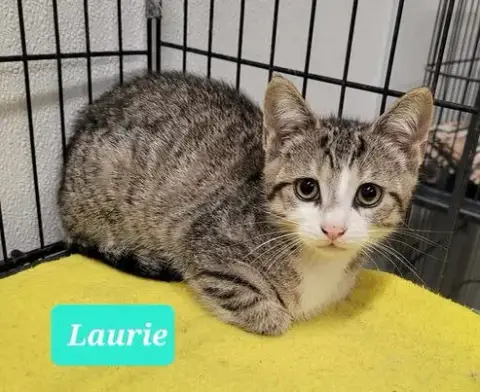 Laurie photo 2