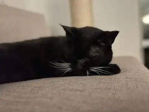 Simba Girl photo 3