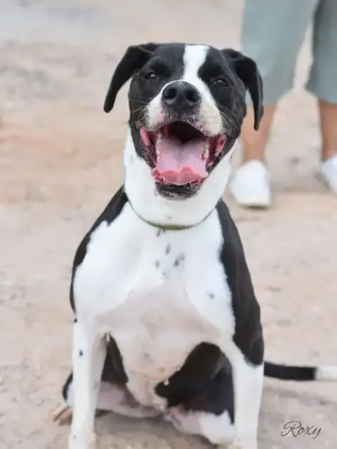Roxy photo 3