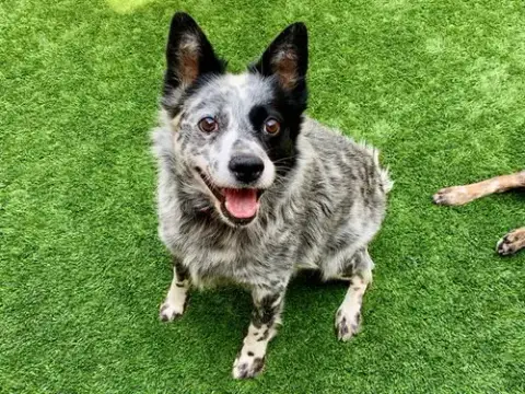 Ella