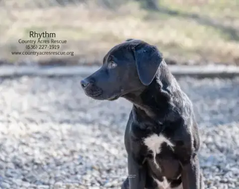 Rhythm photo 2