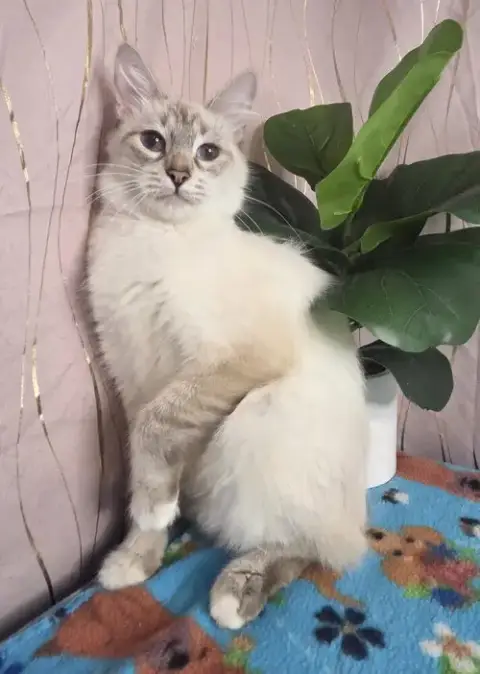 Mirelda
