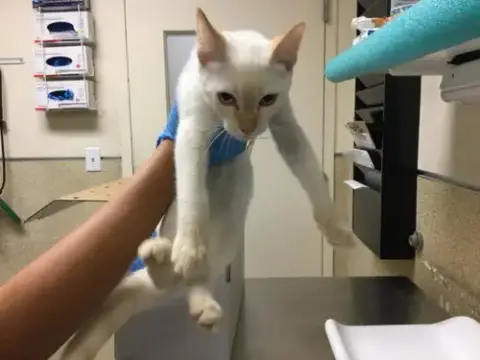 Astro