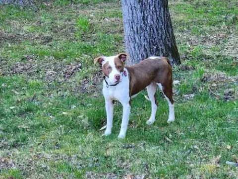 Enzo photo 4