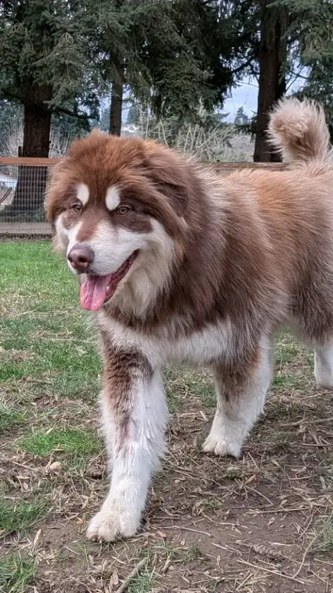 Grizzly