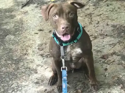 Mambo