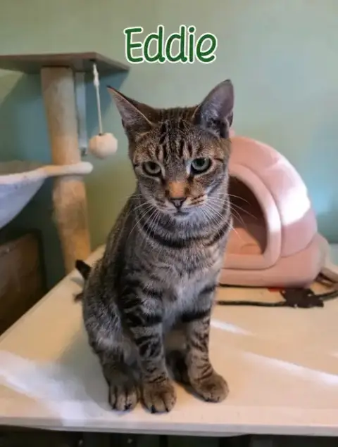 Eddie