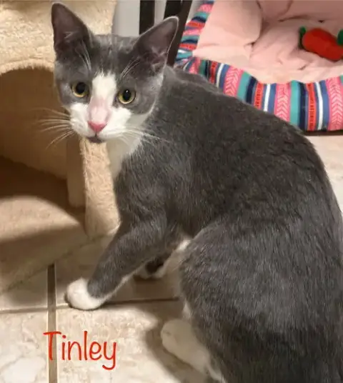Tinley photo 3