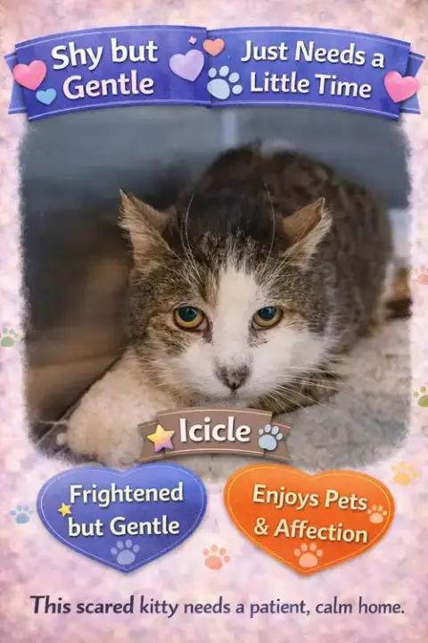Icicle